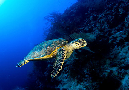埃及红海深蓝色的霍克斯比尔海龟Eretmochelysimbr背景图片