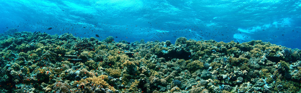 红海的热带珊瑚礁和小鱼图片