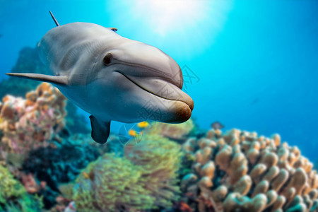 海洋生物海豚图片