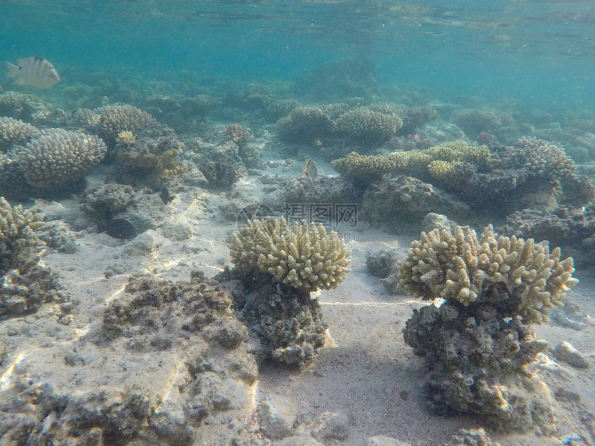 海底世界红海珊瑚埃及图片