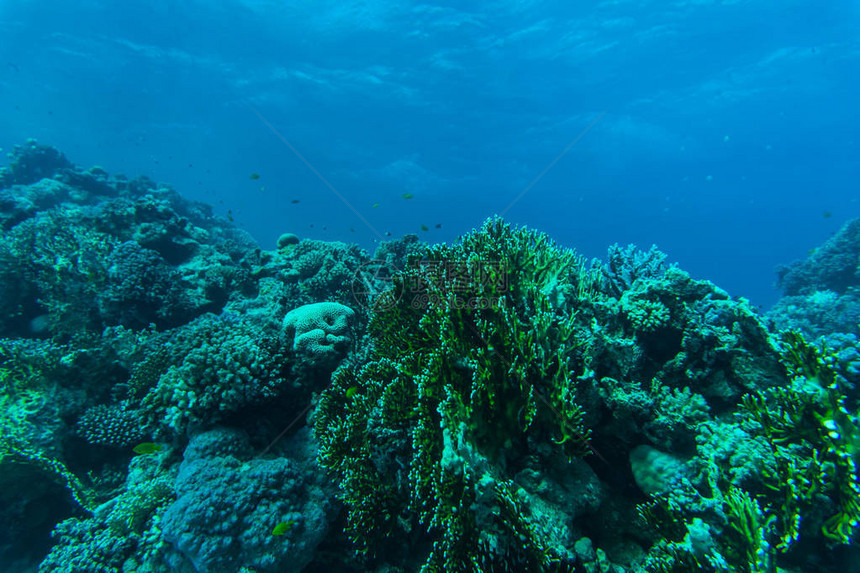 热带珊瑚礁和鱼图片