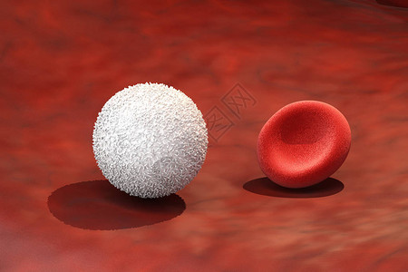 3D使白血细胞与背景图片