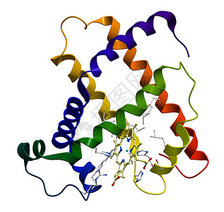 蛋白质肌红蛋白3D分子模型图片