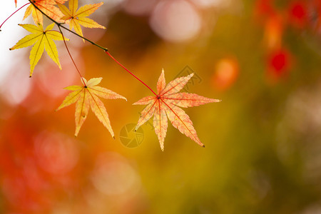 日本秋天的红叶背景图片