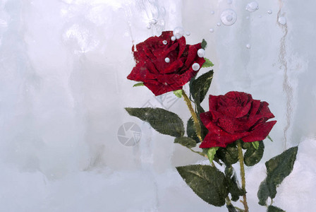 两朵红玫瑰冰冻在有泡的云图片