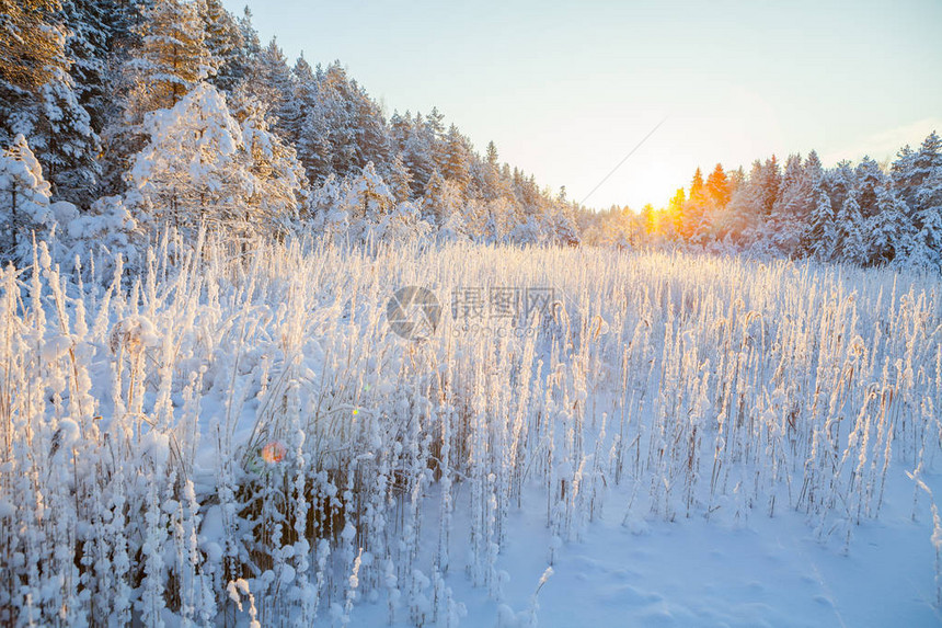 雪仙子般的白雪在太阳光照耀下的森图片