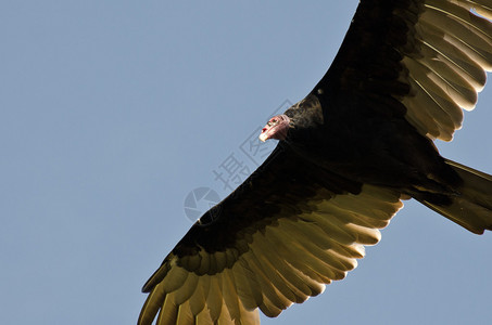 土耳其秃鹰在蓝天飞翔图片