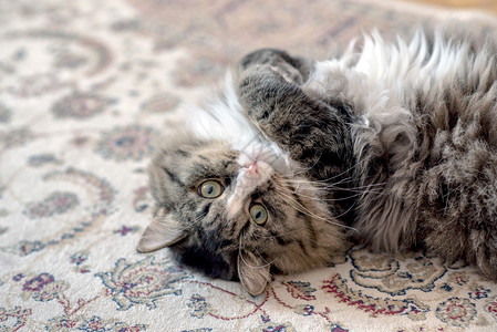 猫躺在地板上猫躺在地毯上猫在地毯上休息猫在地板上休息猫在地板上放松猫图片