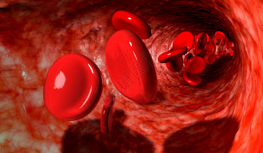 血脉与红细胞通过血液循环的血高清图片