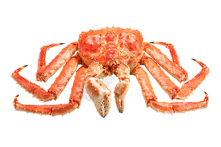 红王螃蟹在白色图片