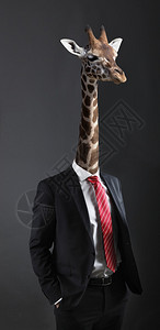 与具有Giraffe首领的商图片