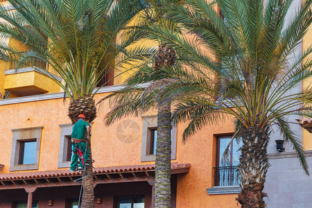种植棕榈树的工人修剪棕榈树的图片