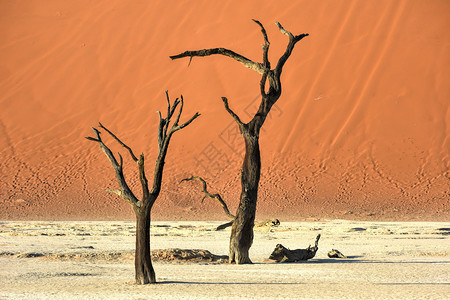死神纳米比亚NamibNaukluft公园纳米布沙漠南部背景
