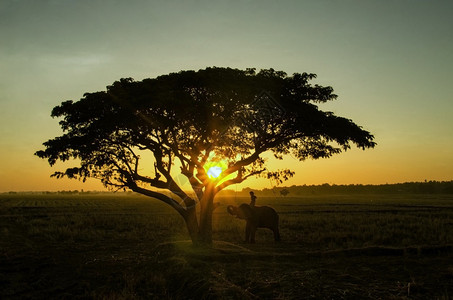 在日出的稻田剪影大树是大象村的一个美丽的自然Mahout和大象站在阳图片