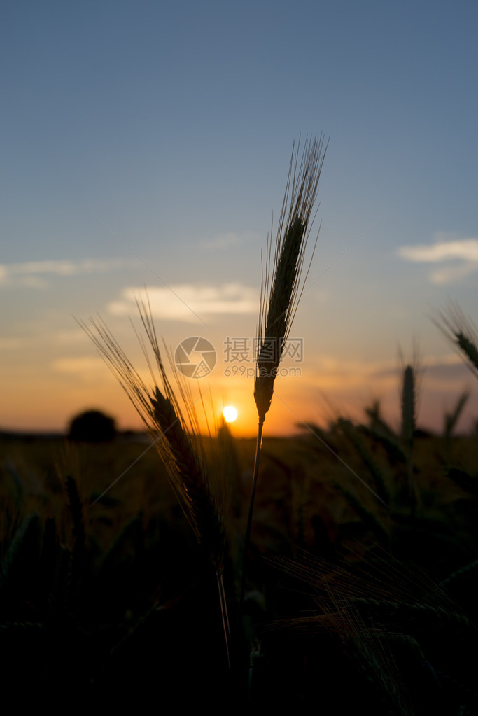 夕阳下的麦穗图片