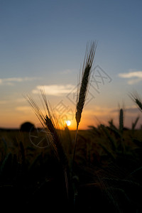 夕阳下的麦穗图片