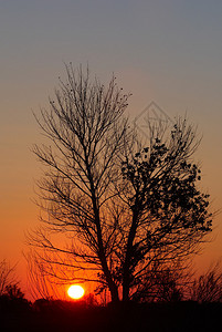 日落和树影图片