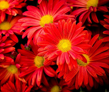 植物园里的红花背景图片