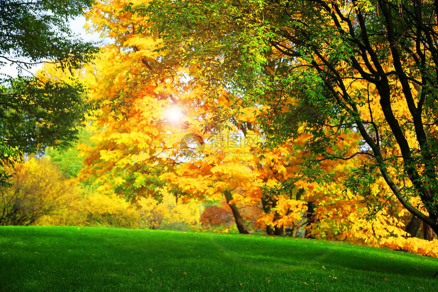 美丽的秋树落叶干枯图片