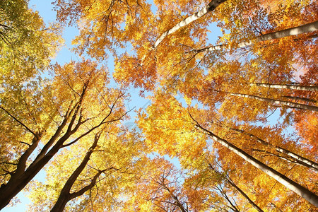 在蓝天的映衬下山毛榉林中的秋叶图片