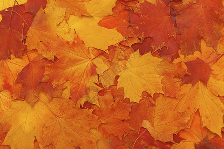 绚丽多彩的树叶秋天的壁纸背景图片