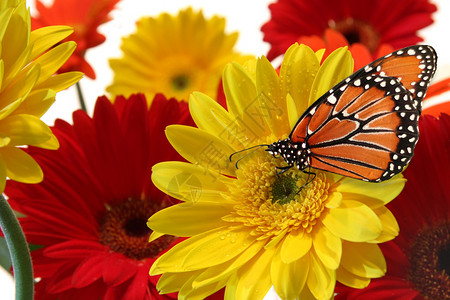 乳草蝴蝶和春天的花朵图片