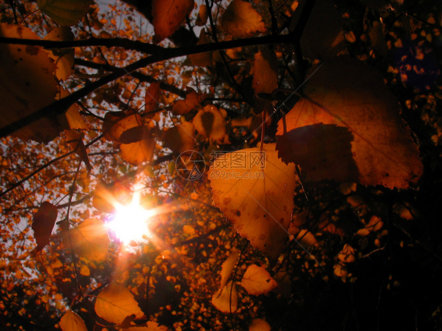 秋天的阳光穿过树木图片