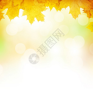 秋天背景与枫叶和阳光散景图片