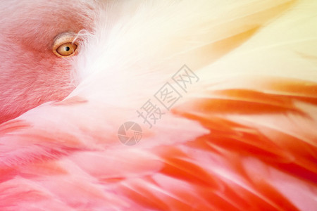火烈鸟羽毛抽象粉红色红色黄色背图片