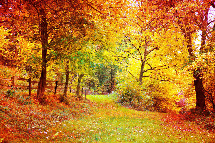 秋天森林多姿彩树木和灌木在图片