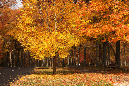美丽的黄色秋天apk风景图片