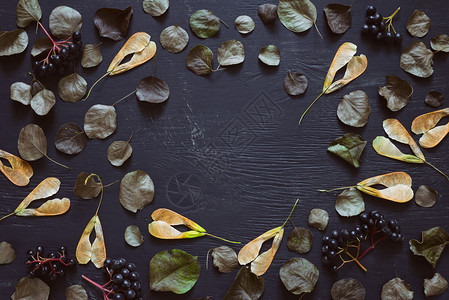秋叶和野生浆果放在框架中图片