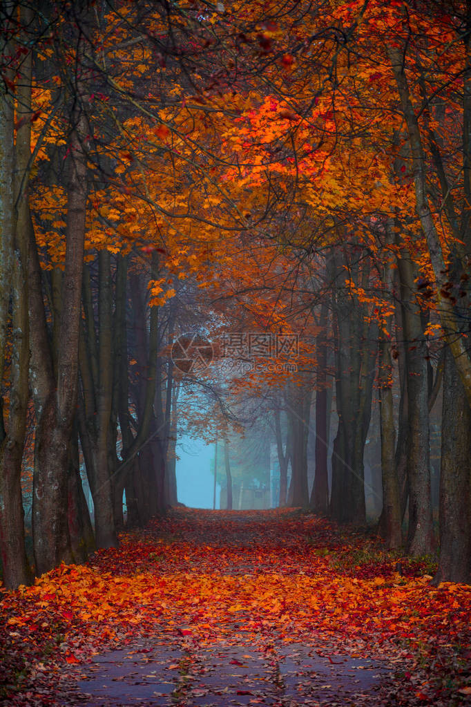 秋天的秋天枫林中雾蒙的早晨鲜艳的色彩图片