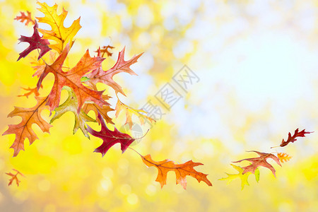 落叶的橡木秋天背景图片