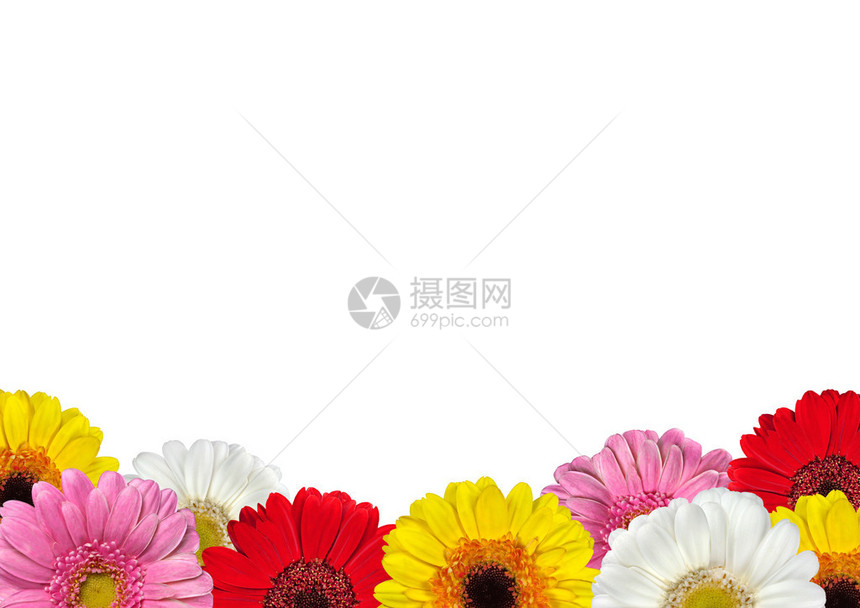 彩色Gerbera花朵晚于图片