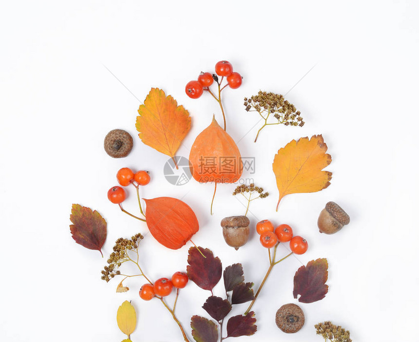 明亮的黄色秋叶栗子松果和橙色酸浆花在白色背景上图片
