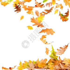 孤立的秋天橡树叶落到地上图片