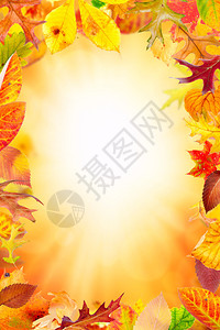 多色落叶的秋天框架图片