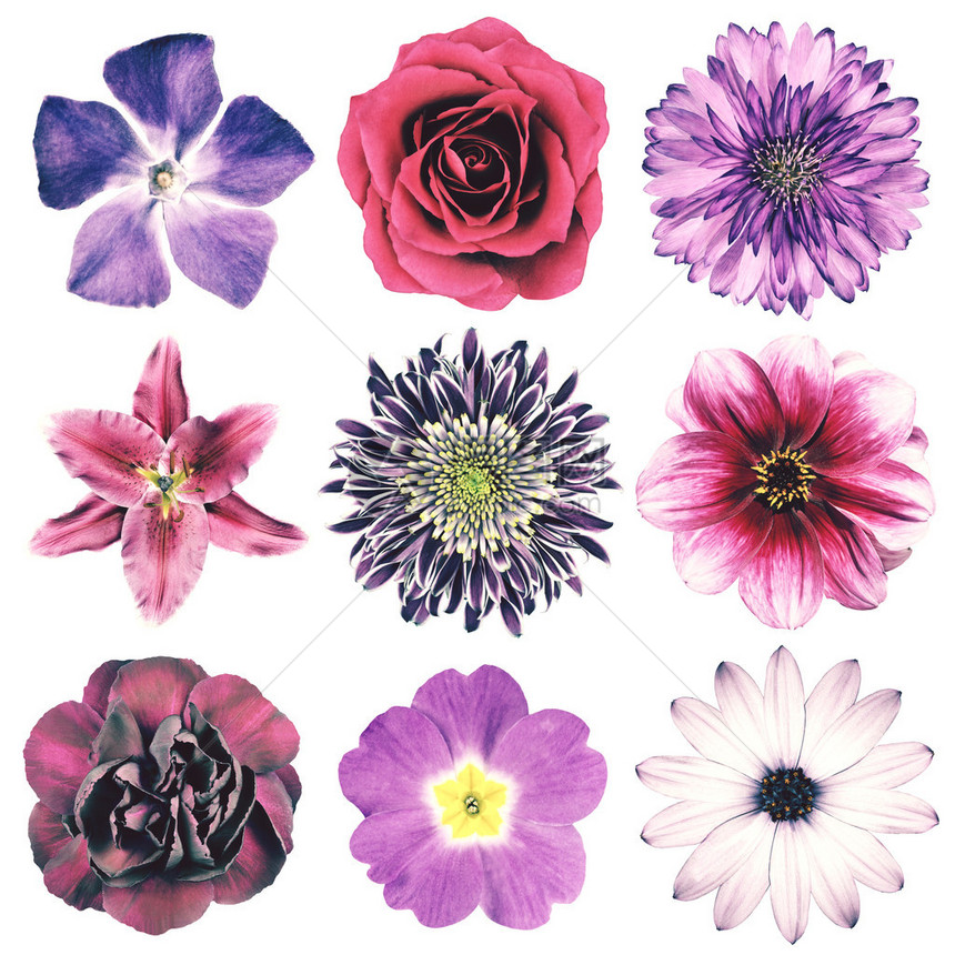 在白色背景上隔离的紫色复古风格中选择各种花卉雏菊花矢车菊大丽花伊比利亚月见草图片