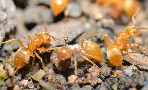 黄色蚂蚁LasiusFlavus在蚁丘图片