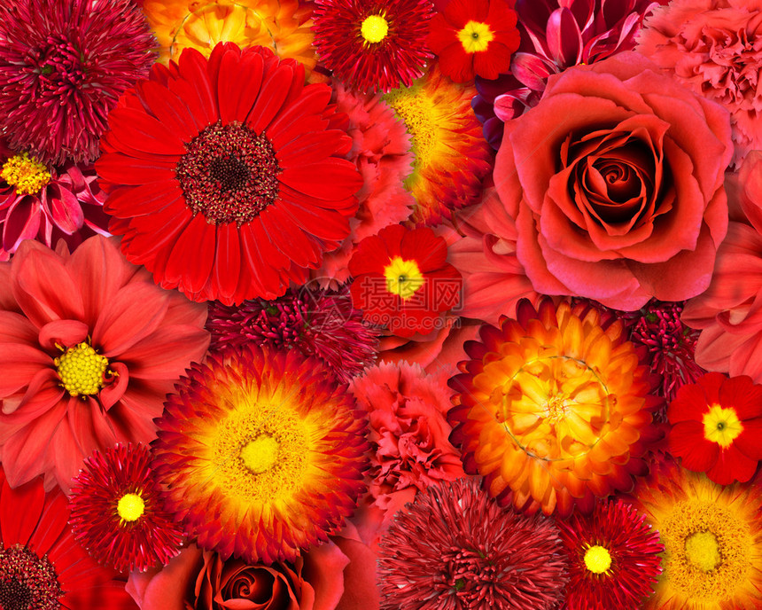 各种红色花朵的选择相互叠加图片