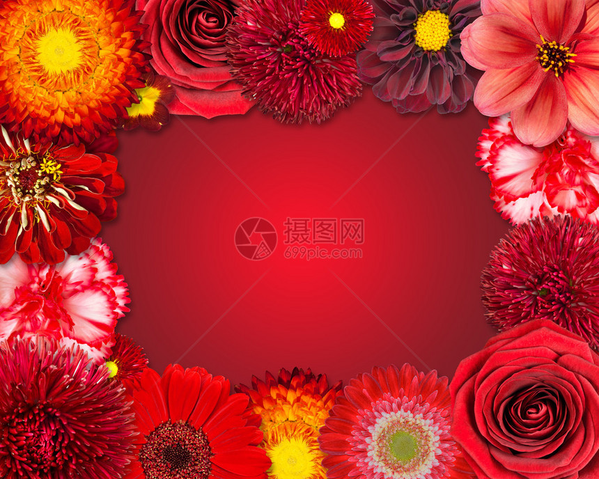 在红背景上孤立的下排挑选各种红花DahliaGerberDaisyCarnationRoseZin图片