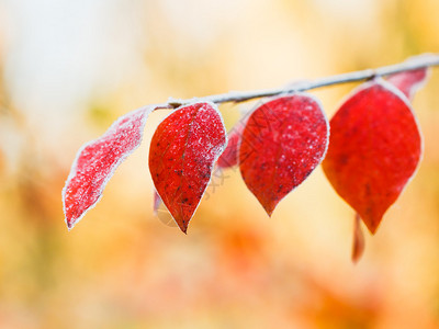 秋林红叶初霜图片