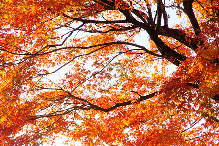 秋天的红槭枝图片