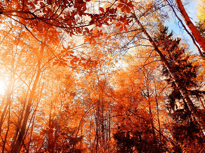 秋天的森林风景阳光明媚图片