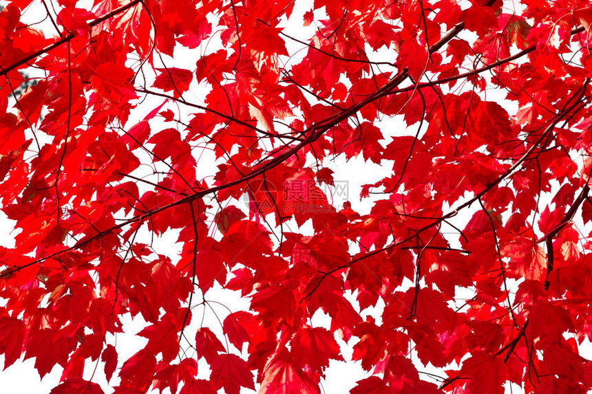 色彩多的红秋叶图片