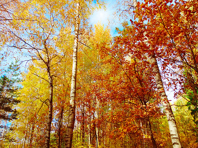 秋天的森林景观阳光明媚图片