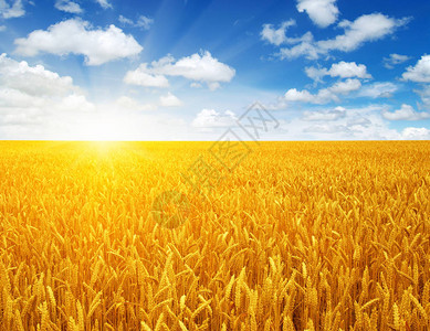 麦田和天上的太阳图片
