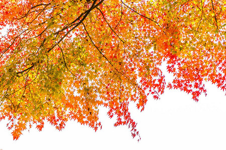 秋季树上美丽的红绿枫叶背景图片