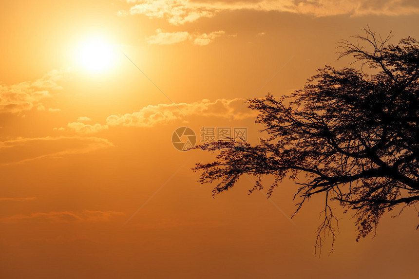 非洲日落前有树图片